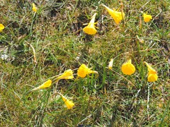 Narcissus bulbocodium