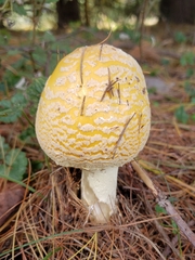 Amanita persicina