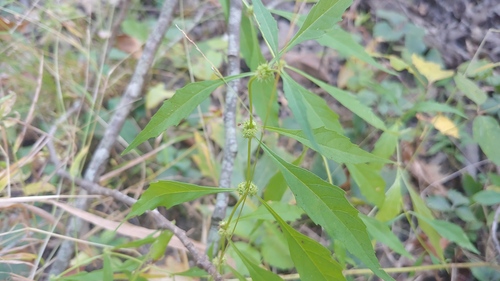 Taperleaf water horehound (Lycopus rubellus)