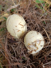 Amanita persicina