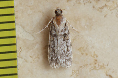Scoparia chiasta