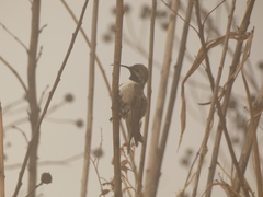 Oreotrochilus estella