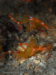 Stenopus scutellatus