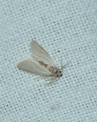 Acentria ephemerella