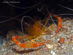 Stenopus scutellatus