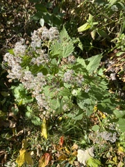 Ageratina