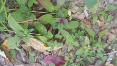 Lysimachia radicans