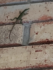 Anolis carolinensis