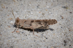 Trimerotropis thalassica