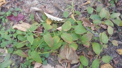 Lysimachia radicans