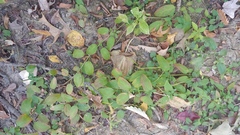 Lysimachia radicans