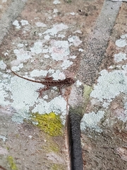 Anolis sagrei