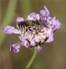Megachile apicalis