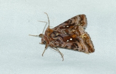 Autographa pulchrina