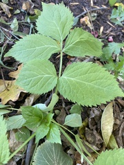 Cryptotaenia canadensis