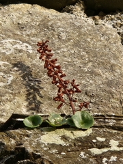 Umbilicus rupestris