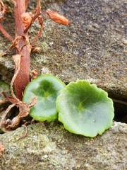 Umbilicus rupestris