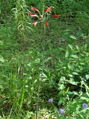 Alstroemeria psittacina