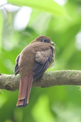 Trogon rufus