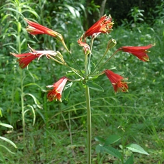 Alstroemeria psittacina