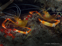 Stenopus scutellatus