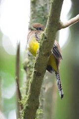 Trogon rufus