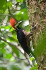 Campephilus melanoleucos