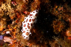 Peltodoris atromaculata