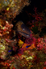 Muraena helena