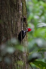 Campephilus melanoleucos