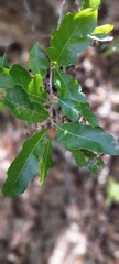 Quercus sinuata