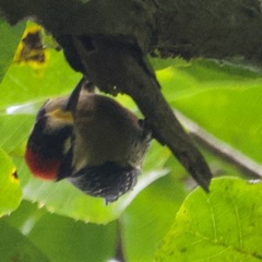 Melanerpes pucherani