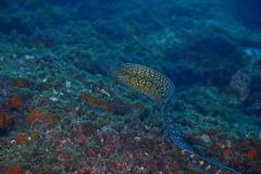 Muraena helena