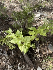 Ageratina havanensis