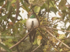 Oreotrochilus estella