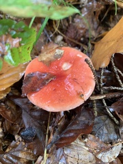Russula