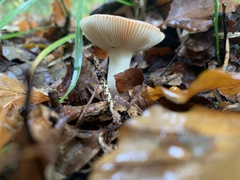 Russula