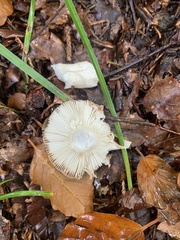 Russula