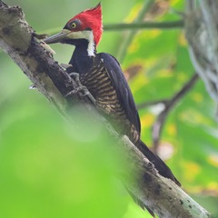 Campephilus melanoleucos