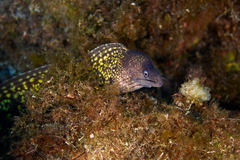 Muraena helena