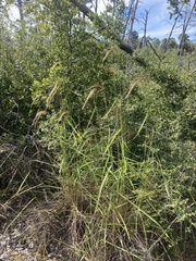 Sorghastrum