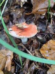Russula