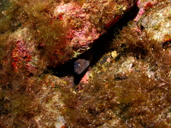 Muraena helena