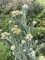 Pseudognaphalium cheiranthifolium