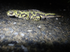 Triturus marmoratus