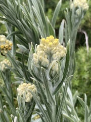 Pseudognaphalium cheiranthifolium