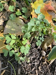 Oxalis stricta