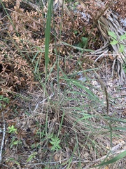 Sorghastrum