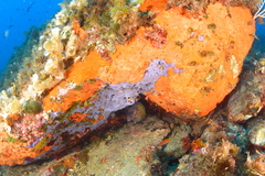 Muraena helena