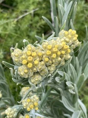 Pseudognaphalium cheiranthifolium